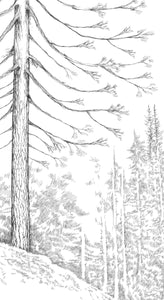 New! Wedding Guest Book Alternative Pine Tree, Boho guestbook, Guests Signatures, Print, Guestbook, Bridal Shower, Family Reunion